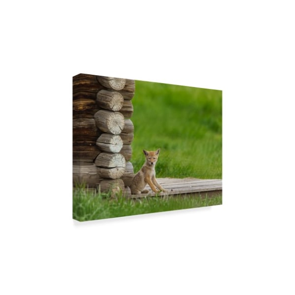 Galloimages Online 'Coyote Pup On Log Cabin Porch' Canvas Art,14x19